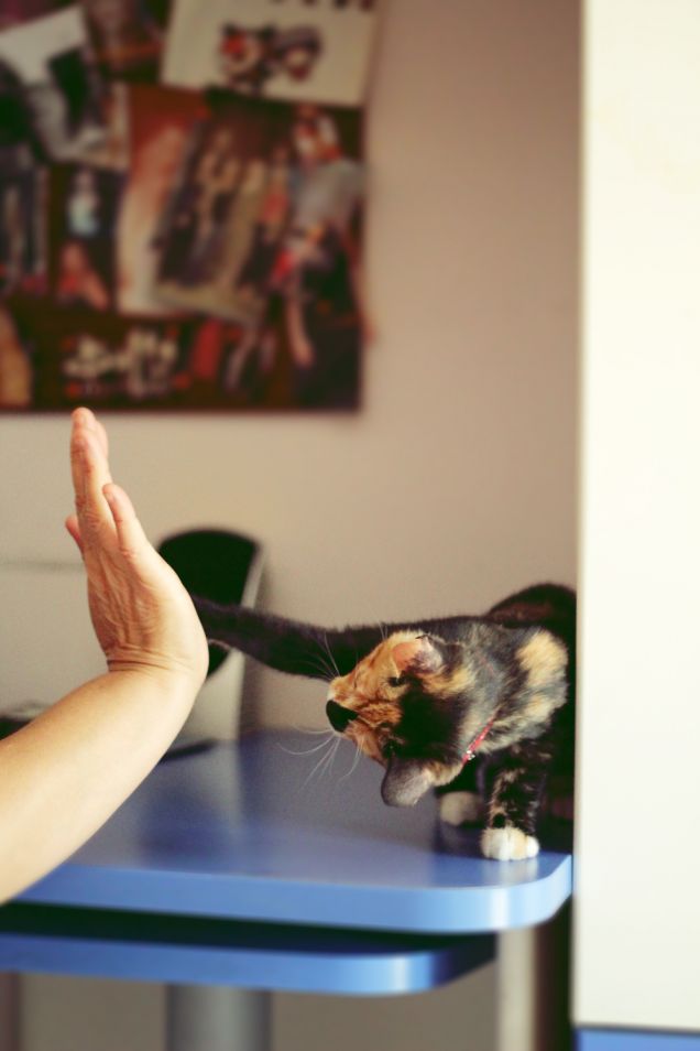 Nonna, qua la zampa! 