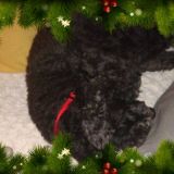 le pose buffe dei miei pets!!