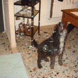 le super pose dei miei super pets Briciola e Romeo