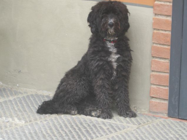 briciola superstar!!