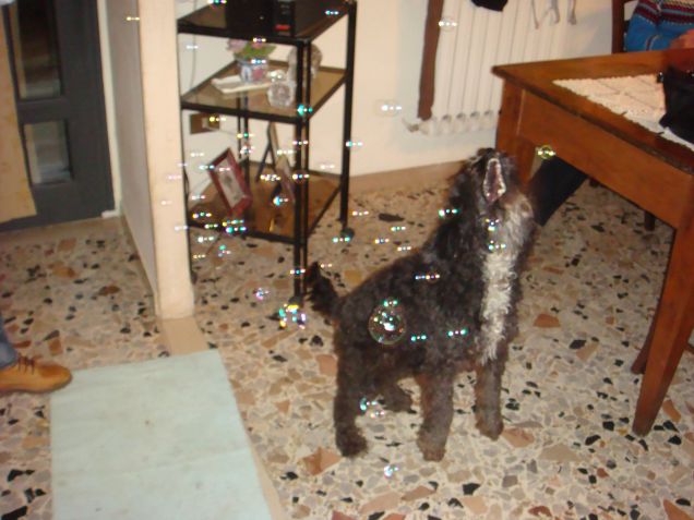 Briciola che mangia le bolle di sapone!!