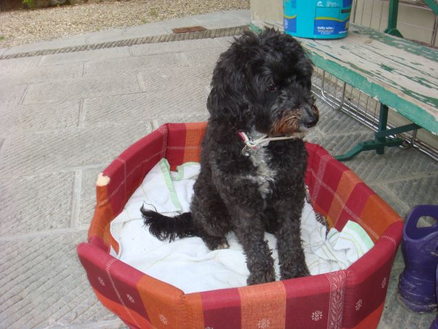 briciola dopo il bagno nella sua cuccia nuova!!