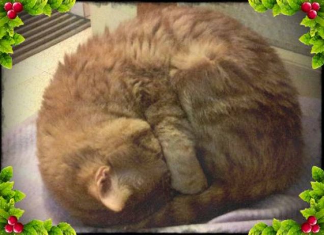 Il  gomitolino Freddie