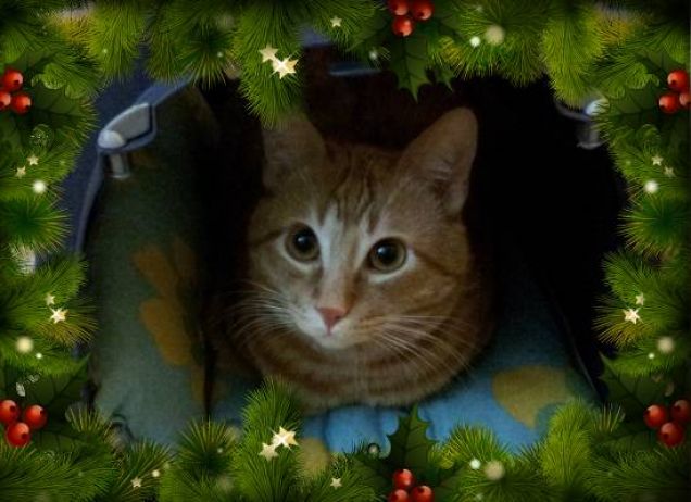 Aspettando Micio Natale