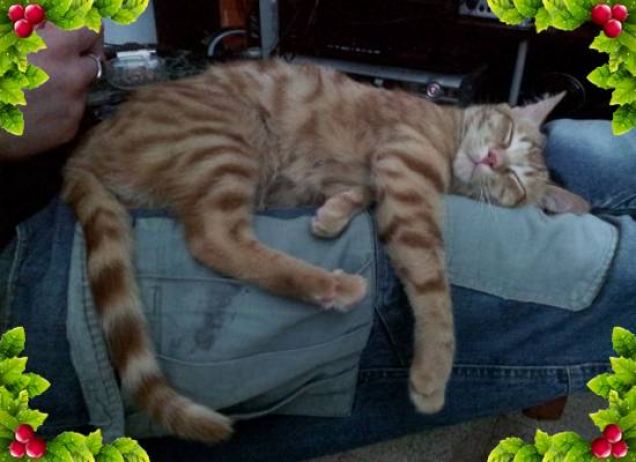 Freddie e il suo lettone umano preferito!