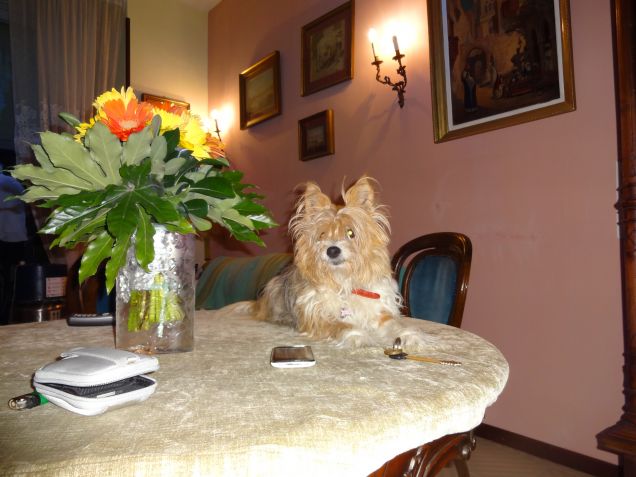 Biscottino fa salotto