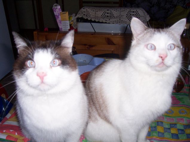 Millo e il fratellino