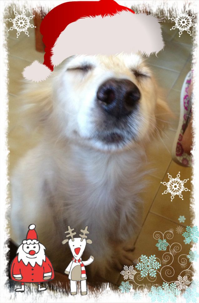 Buon Natale a tutti i miei amici a 4 zampe!!!