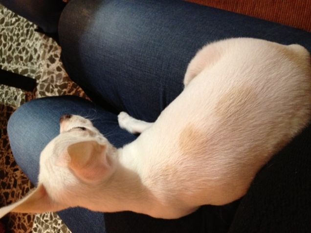 le mie macchioline color caffè