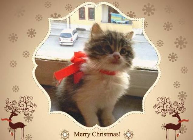 sono pronta anch'io per il natale