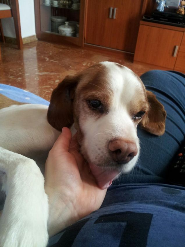 sono il più coccoloso