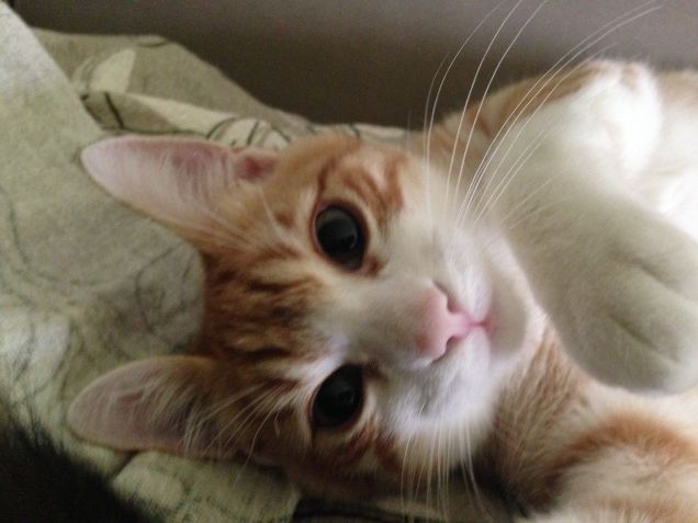 Il musino più dolce del mondo