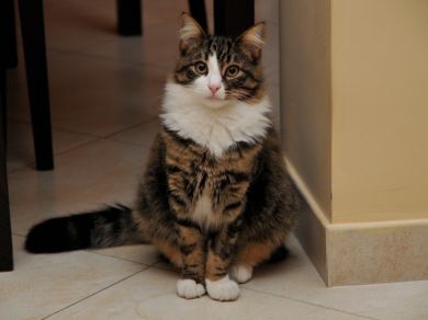 CHARLIE