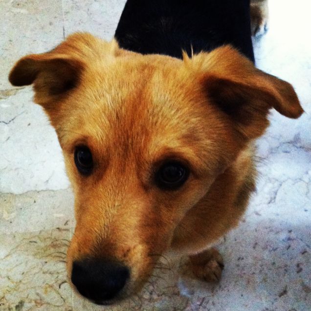 Tommy in attesa del biscotto..