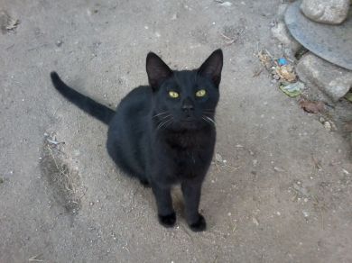 Otello 