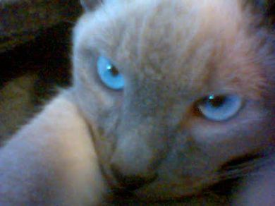 Romeo 
