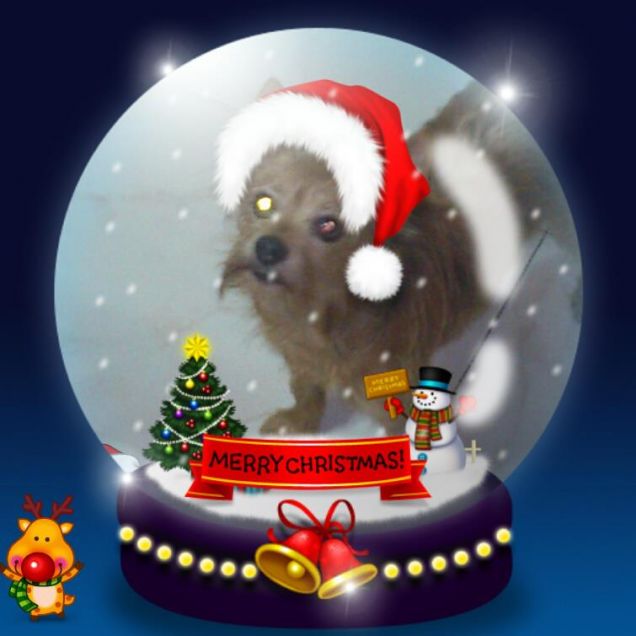 Merry Friskies a tutti i pelosetti.... da Floppy