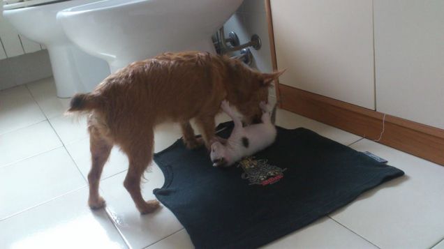 E' l'ora del bidèèèè