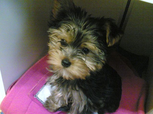 winnie sulla sua copertina