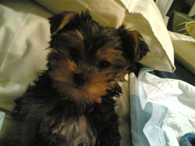 winnie e la sua foto del passaporto