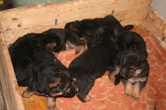 Io e I miei piccoli fratellini