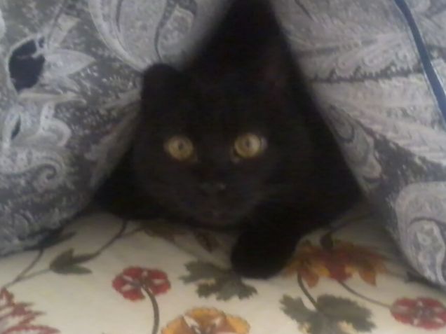 Penelope detta'Poppea'