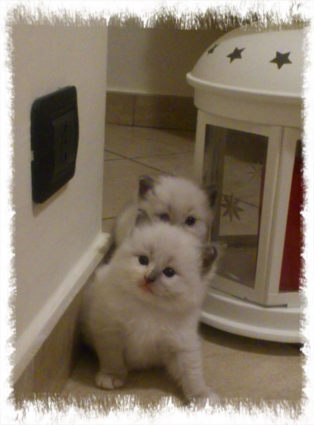 Prime scoperte di Tabatha