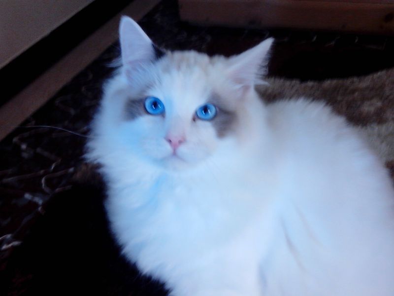 Dolcissimo maschietto Ragdoll