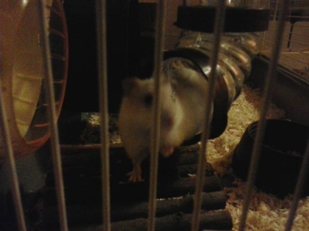 ' Giù per il tubo '