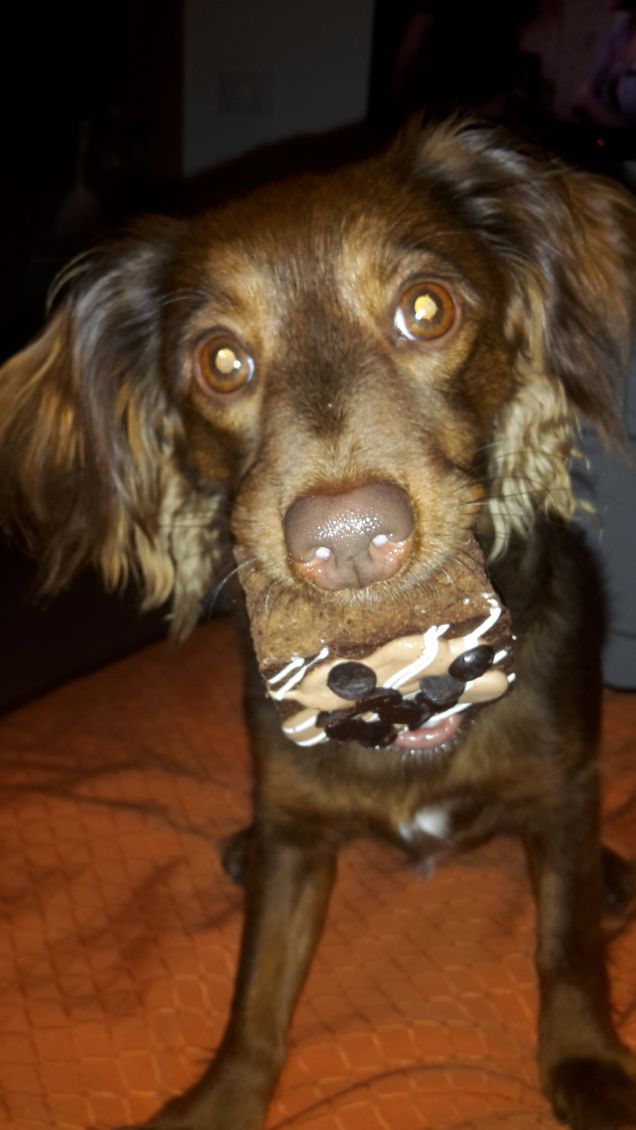 piccole merdende domenicali