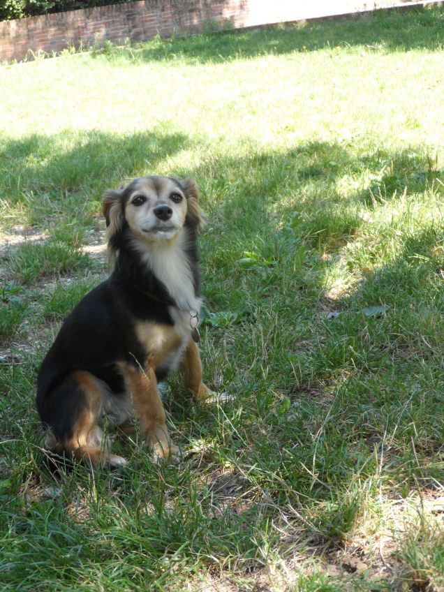 Zara la cagnolina birichina
