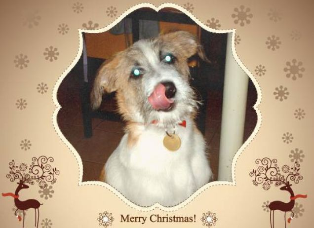 pensando al cibo di Natale