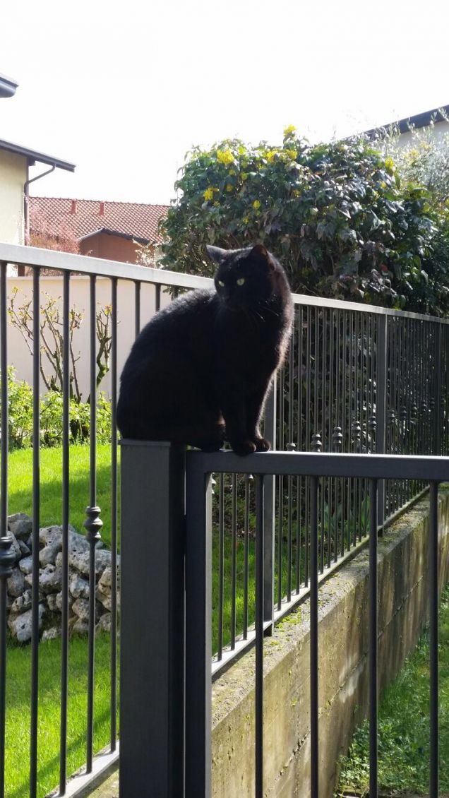 Pallino  gatto da guardia