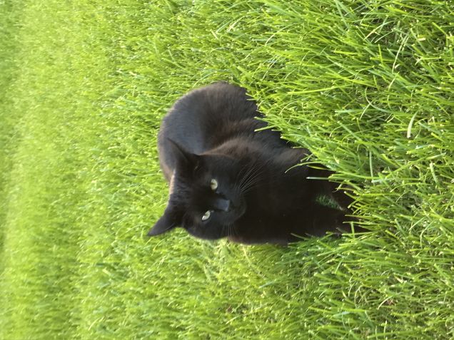 Un fiorellino nel prato