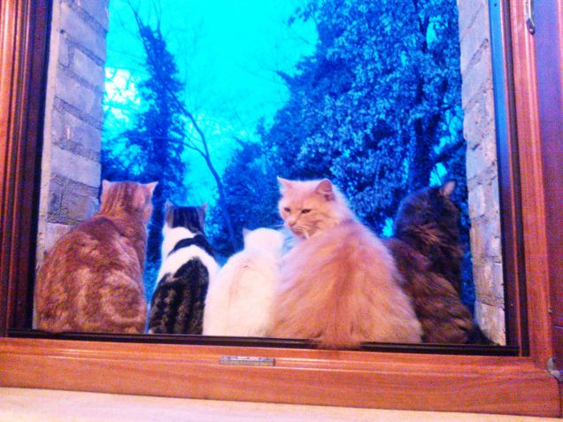 i miei tesori pelosi