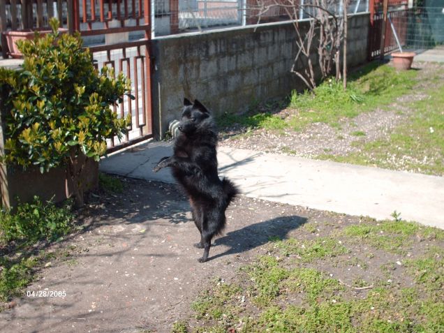 Union d'Italia la piccola vedetta di casa