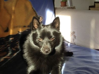 Urano della Val Metauro