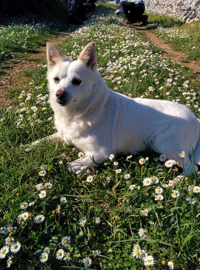 Lilly tra le margherite