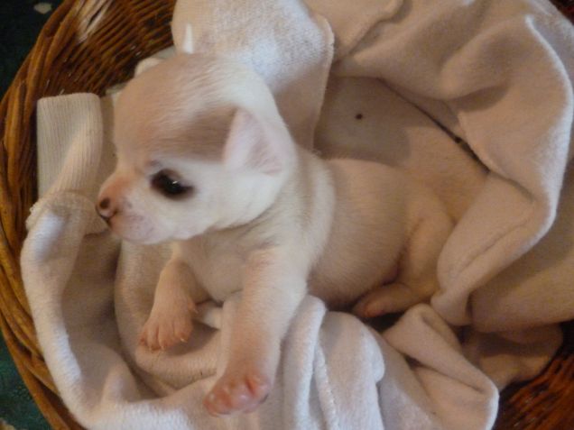 Un cucciolo di peluche!