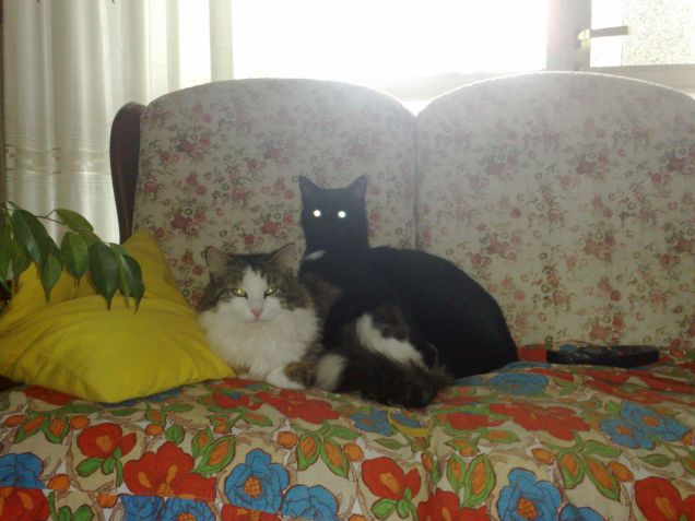 Tino e il suo amico Nerino