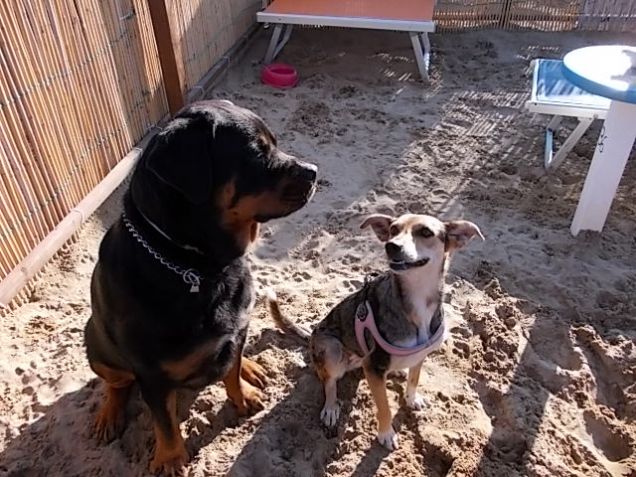 La mia 'grande' amica Roxi.