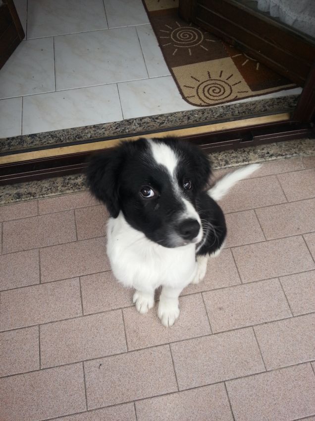 django a 3 mesi circa