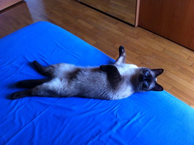 Gli piace troppo distendersi...