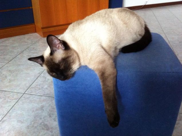 Dormigliona anche lei..