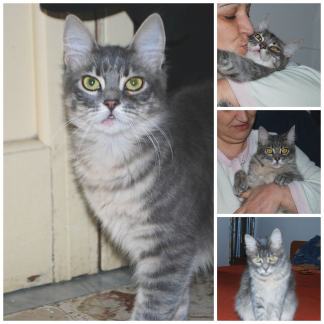 chattosa la miciotta curiosa