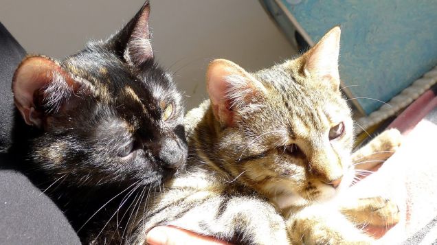 i miei cuori da piccole