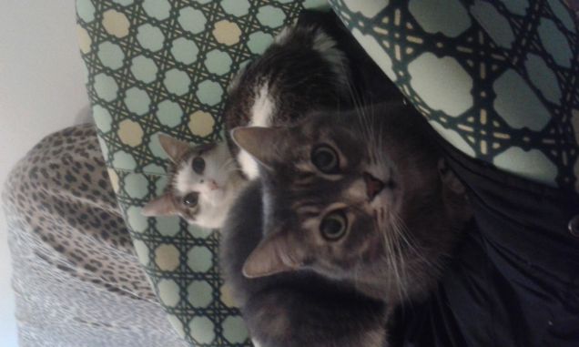 Mie dolci bimbe TRILLY E JENNY