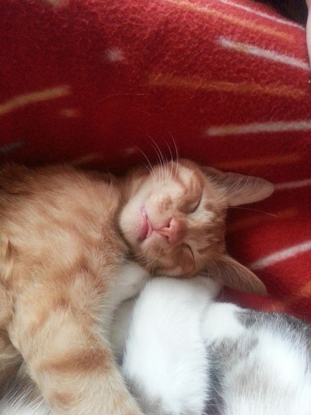 il riposo del guerriero