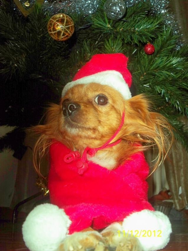 Piccolo aiutante di Babbo Natale