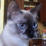 miao